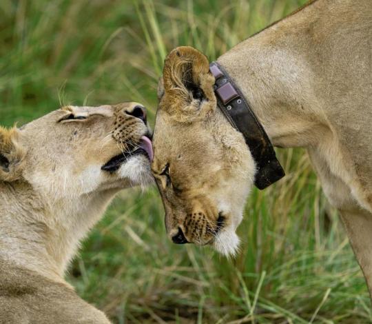 An uncollared lioness grooms a collared lioness