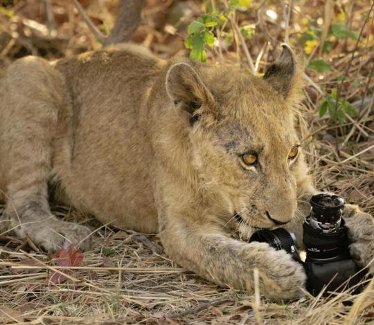 Lion chewing on lost camera