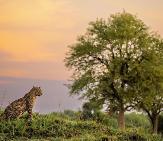 African leopard in landscape