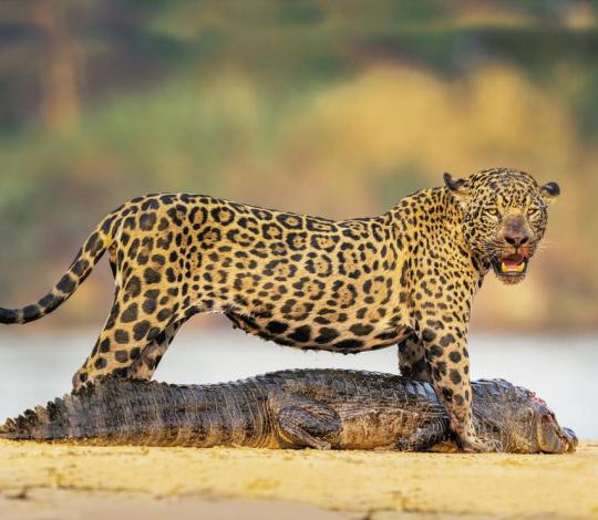 Jaguar standing over dead caiman