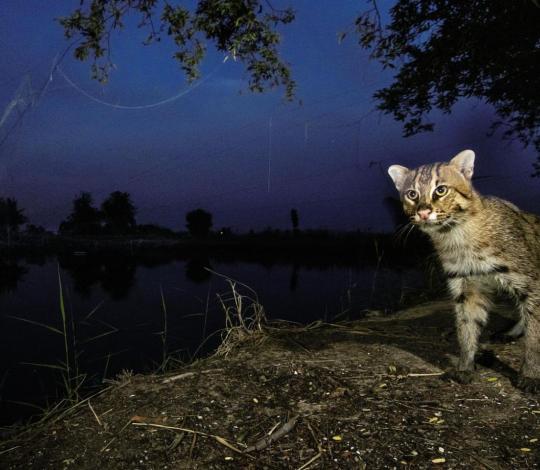 Fishing cat