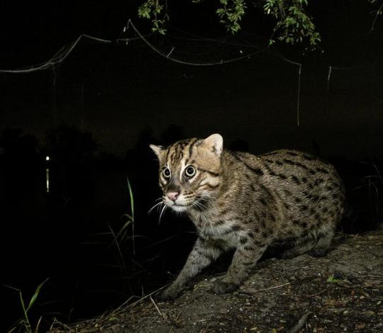 Fishing cat looking out