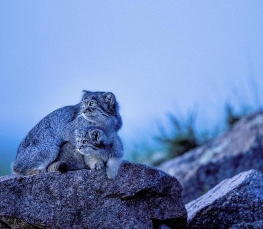 Pallas’s cat and kitten on a rock