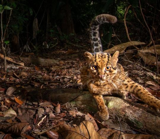 A marbled cat in Borneo, Malaysia
