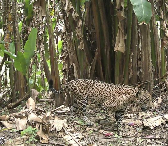 A healthy male jaguar in Guatemala