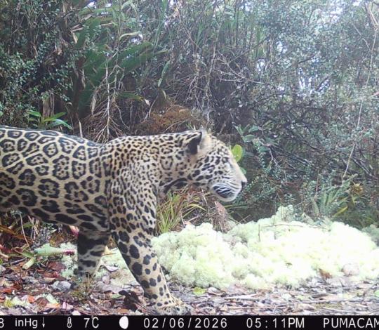 A rare adult male cloud jaguar photographed in Honduras