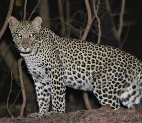 Leopard