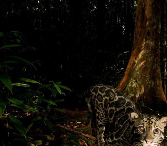 Clouded leopard