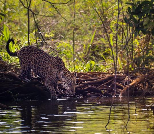 A jaguar looks for food along a river.
