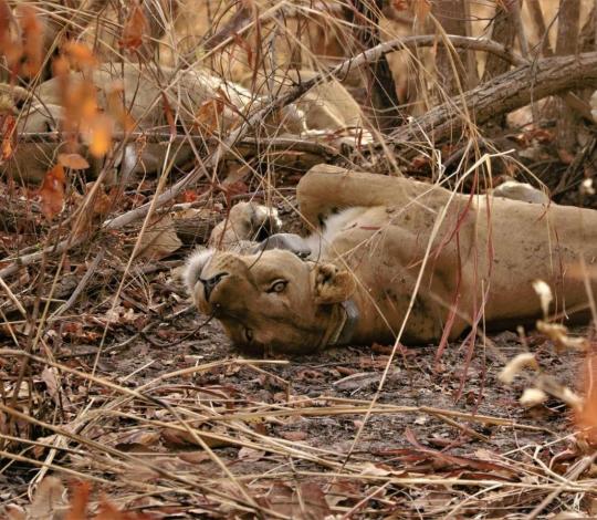 Image: https://panthera.z-dam.com?r=29238   Caption: ©Panthera/DPN/EvFemale lion laying on her back