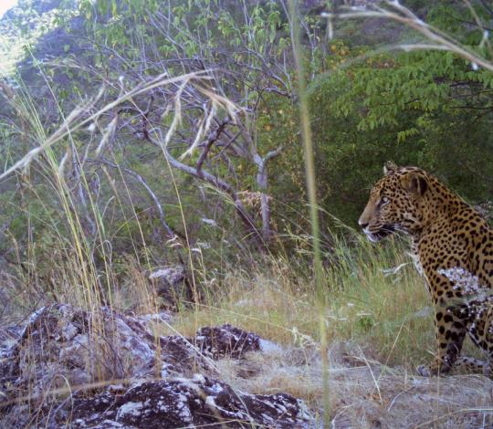 Jaguar in northern Mexico