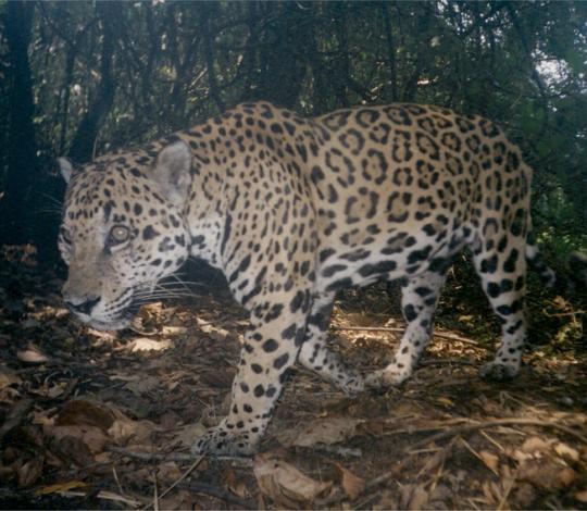 Jaguar in Belize.