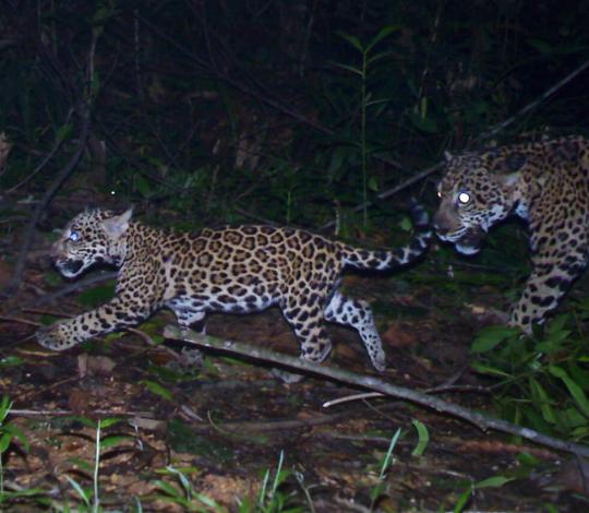 Jaguar mother and cub