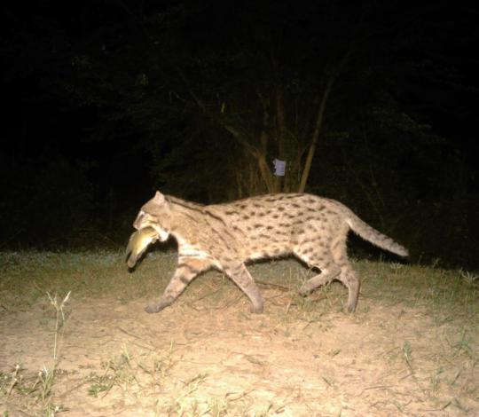 Fishing cat with rat in mouth