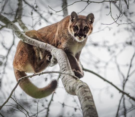 Puma in tree