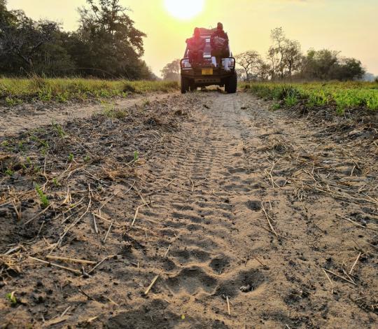 Lion track on dirt road with rangers in the distance