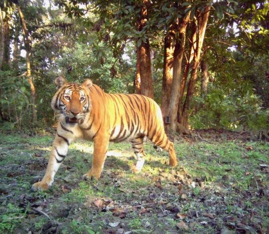 Tiger on camera trap