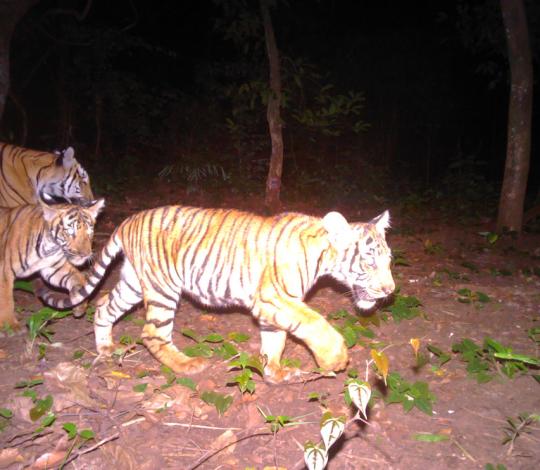 Tiger family in Thailand