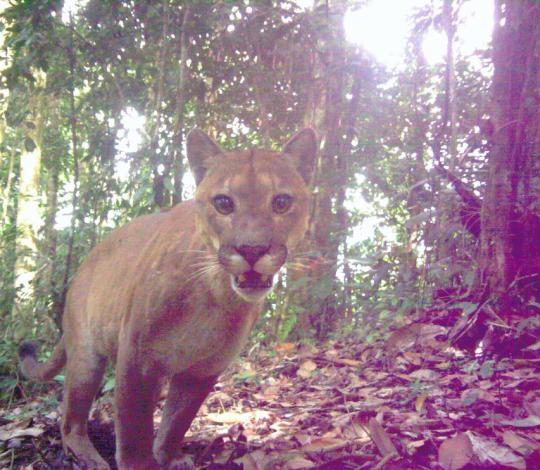 Puma in Costa Rica