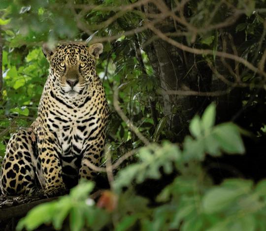 Jaguar sitting among trees