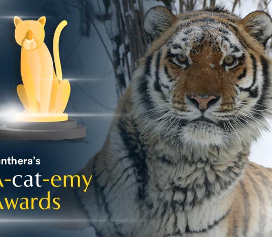 Acatemy Awards Siberian tiger