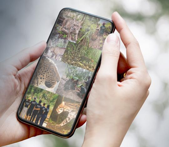 Cellphone with images of wild cats