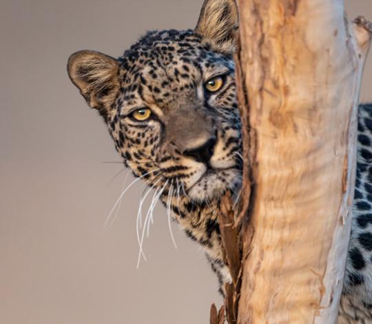 Arabian Leopard