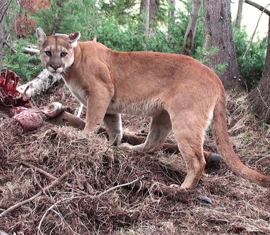 Puma over prey in forest