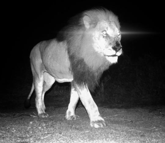 Lion with glowing eyes