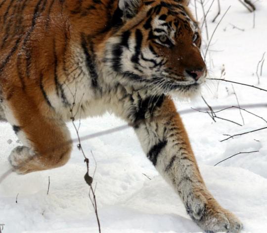 Tiger in snow