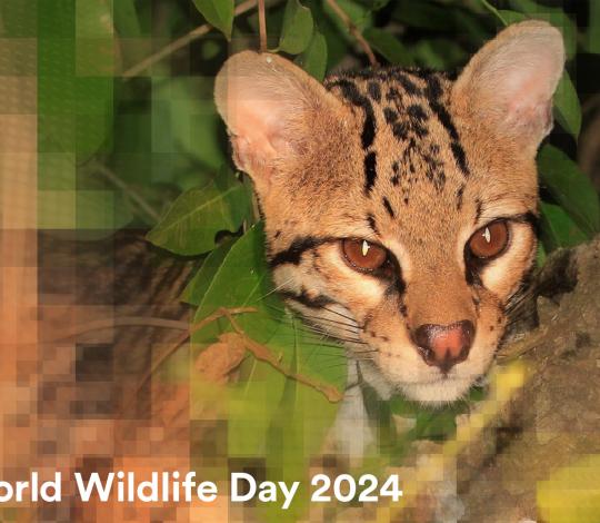 World Wildlife Day serval