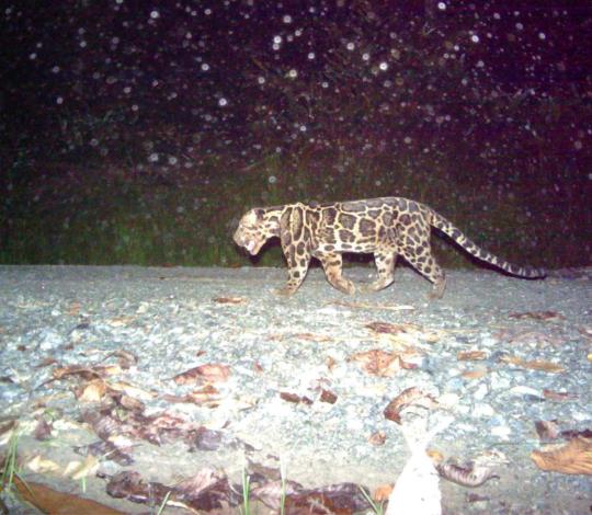 Sunda clouded leopard
