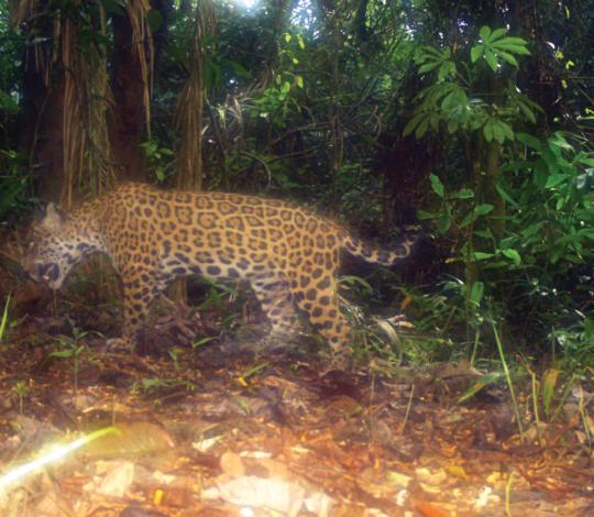 Jaguar Peru
