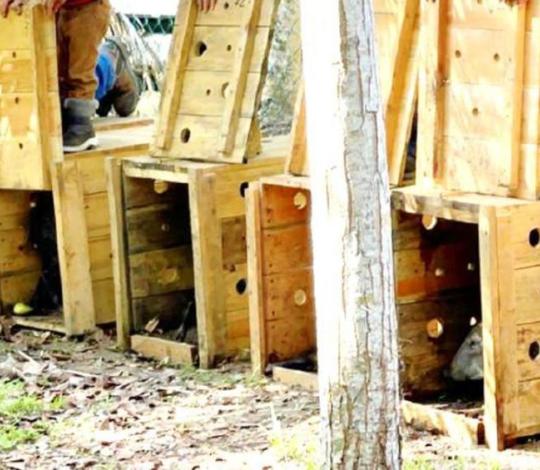 Peccary reintroduction at Jeanntte Kawas National Park