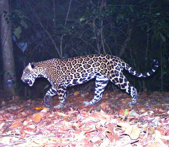 Jaguar camera trap