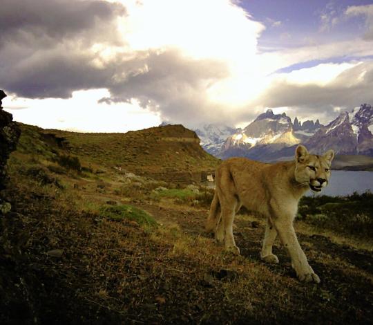 A puma walks in front of a mountain range and body of water