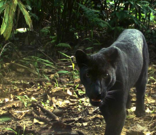 A "black panther" caught on a camera trap in Malaysia