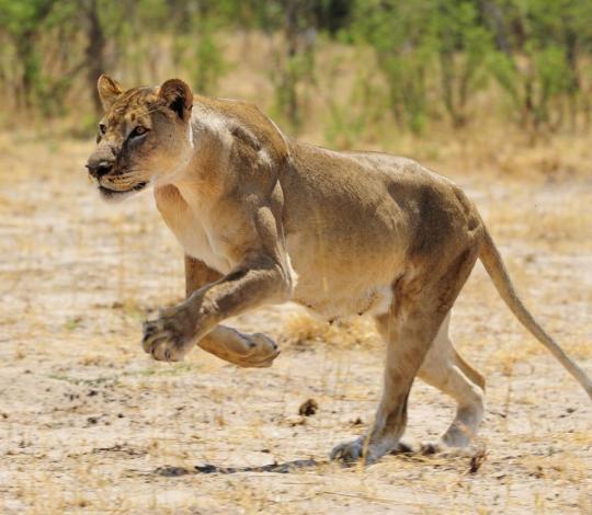 A lioness in Hwange National Park, Zimbabwe