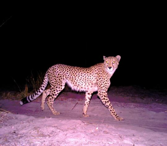 Cheetah in Angola