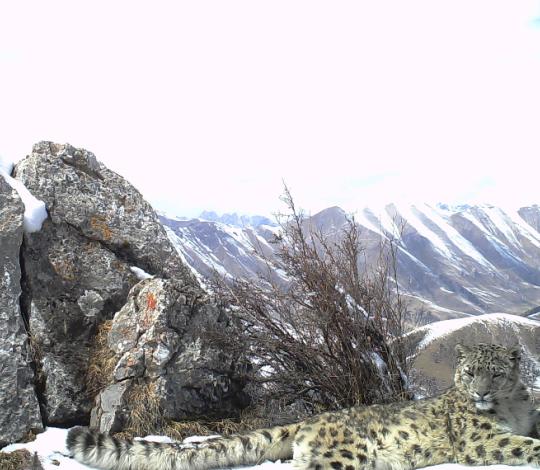 Snow leopard