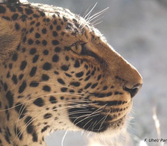 Arabian leopard