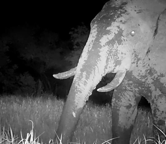 A male elephant caught on camera for the first time in years in Senegal’s PNNK. The video follows a documented direct encounter with the same individual in 2020 by a team comprised of Panthera staff and PNNK rangers. (Credit: Panthera & Senegal’s National Parks Directorate (DPN)