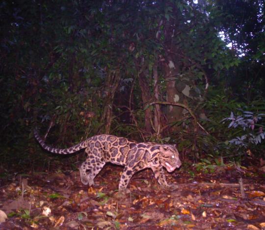 Sunda clouded leopard