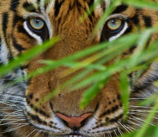 Tiger eyes hiding behind leaves