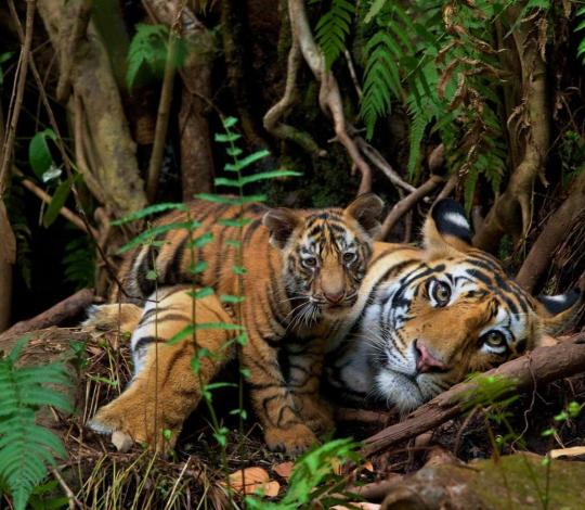 Tiger and cub laying together