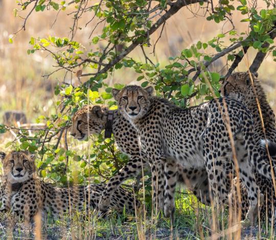 Cheetah family in shade