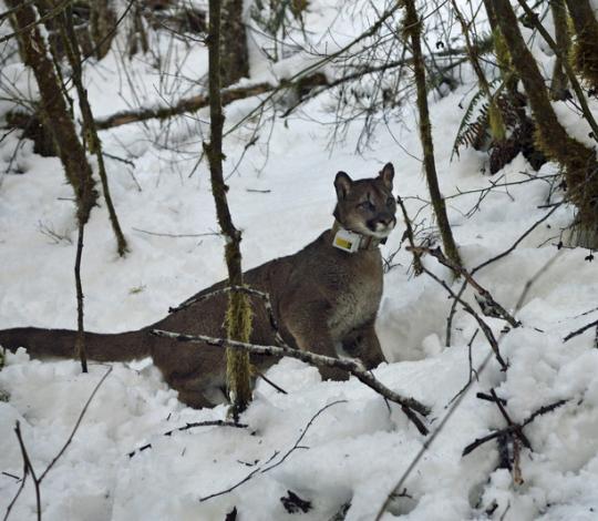 Puma in snow