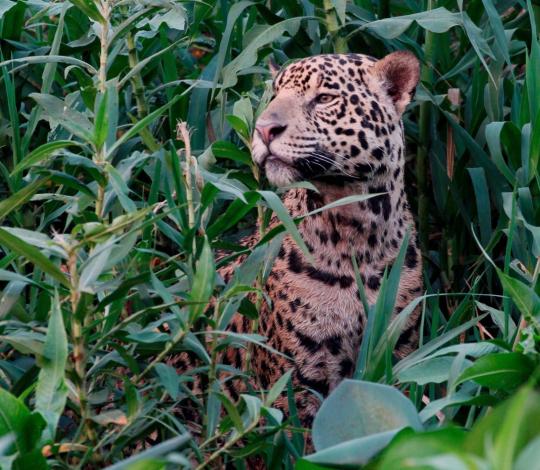 Jaguar in reeds