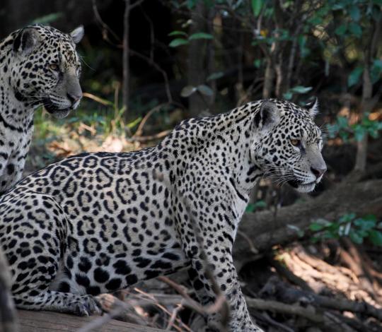 Jaguars