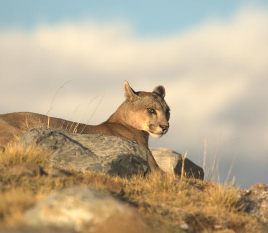 Puma in Chile